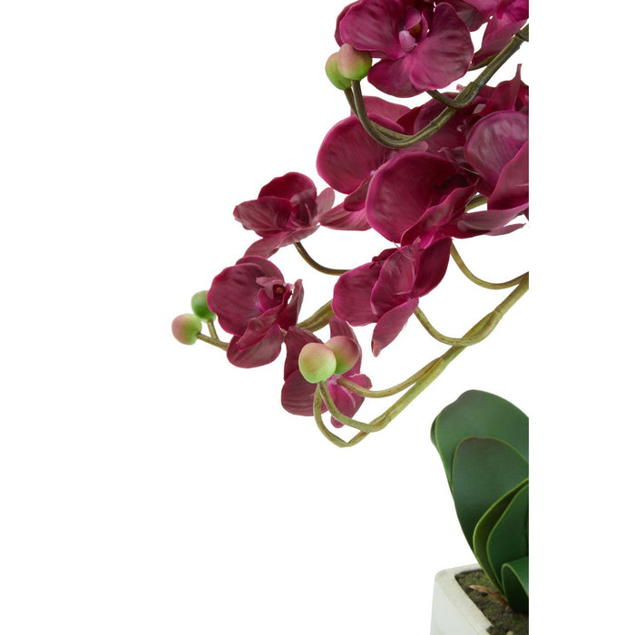 Menton Aubergine Orchid Plant