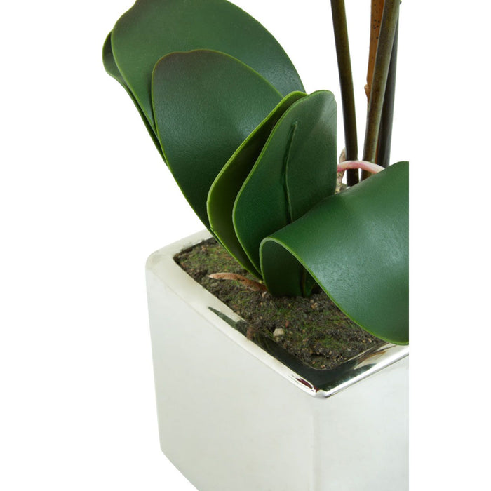 Menton Aubergine Orchid Plant